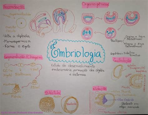 Embriologia Mapa Mental Divisão Celular Como Estudar