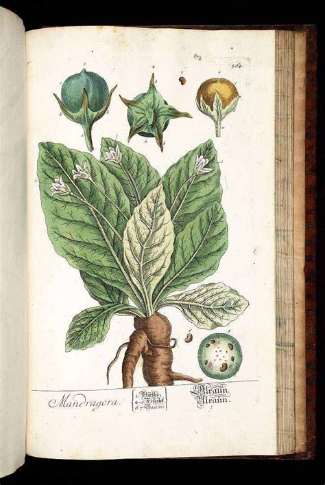 77905 Mandragora Officinarum L Blackwell E Herbarium