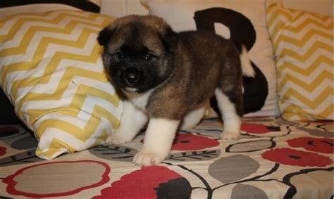 From stunning purebreds to unique designer breeds, our pupper selection includes various bloodlines, coat types, personalities, and colors. Akita Puppies For Sale | Spokane, WA #157408 | Petzlover