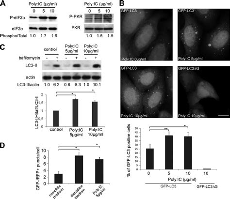 Transfection Of Poly I C Induces Autophagy A Immunoblot Analysis Download Scientific