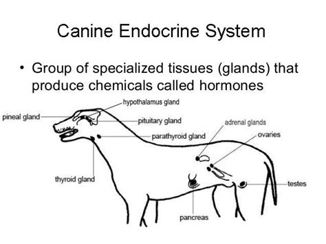 Health Problems From Spaying And Neutering Dogs Endocrine System Dog