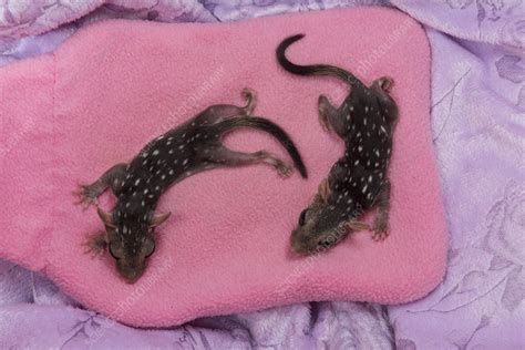 Northern Quoll Orphan Babies Stock Image C0495729 Science Photo