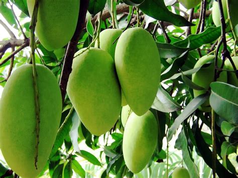 Ang prutas ng mangga, lahat ng bagay tungkol dito: mga kapaki
