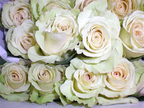 Sahara Rose Sahara Rose Flower Names Vintage Wedding Wedding Flowers