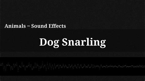 10 puppies barking loud sound effect | high pitched sounds hd get your dog's interest by playing this video. Dog Snarling / Sound Effect - YouTube