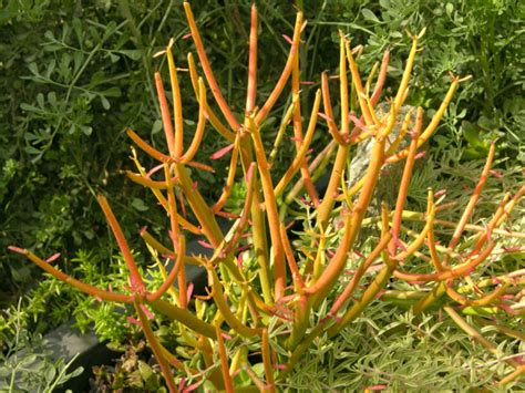 Euphorbia Tirucalli Rosea World Of Succulents