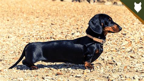 Are Dachshund Good Guard Dogs Youtube
