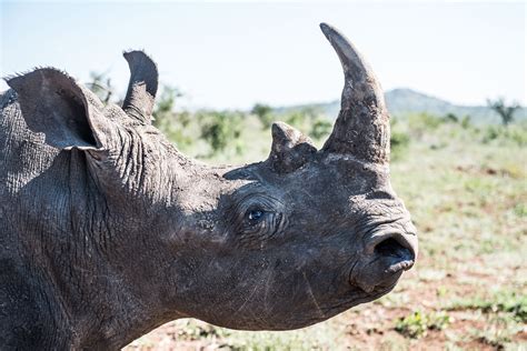 Rhino Horn Africa Geographic