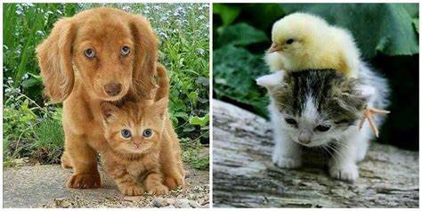 12 Baby Animals With Unlikely Friendships That Will Definitely Make You