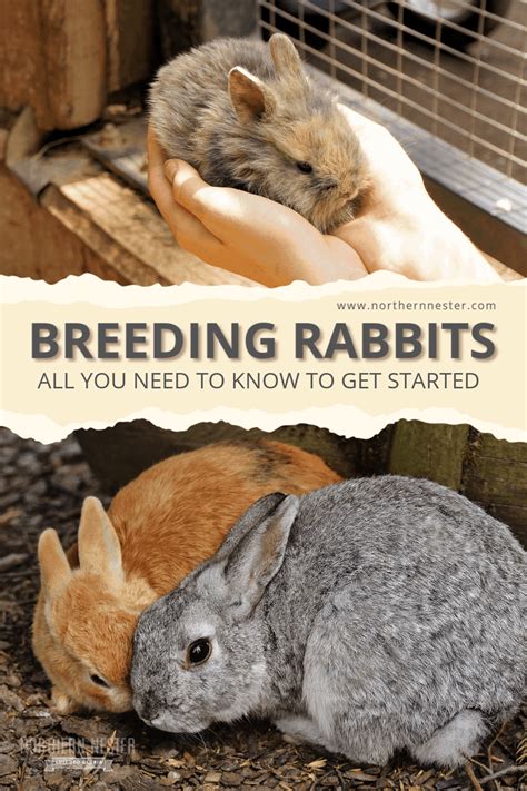 Breeding Rabbits Your Get Started Guide Tips And Faqs Rabbit Breeds