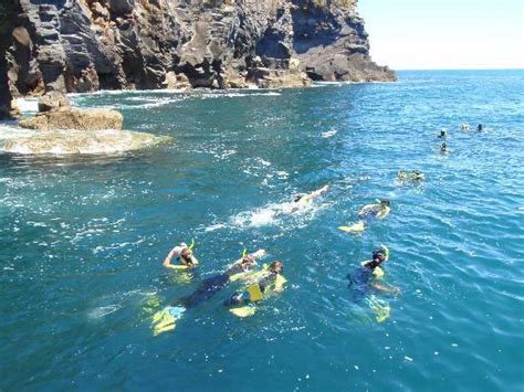 Diveworks Dolphin And Seal Encounters Whakatane Qué Saber Antes De Ir