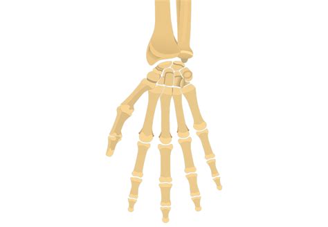Bones Of The Hand And Wrist