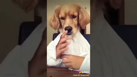 Anjing Lucu Youtube
