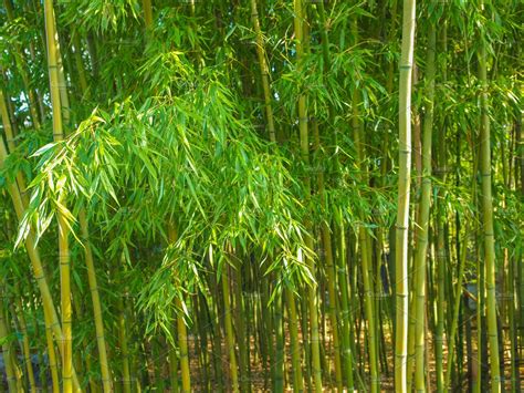 Bamboo Containing Bamboo Tree And Bamboo Tree Nature Stock Photos