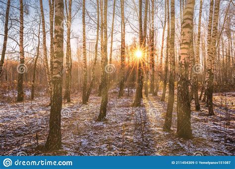 The Sun S Rays Breaking Through The Birches And The Last Non Melting