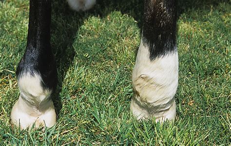 Filled Legs In Horses How To Identify The Cause Handh Plus Horse And Hound