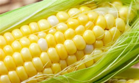 Sweet Corn Alchetron The Free Social Encyclopedia