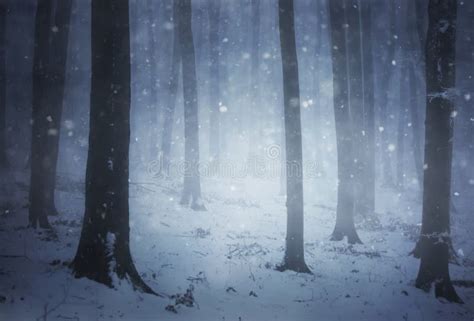 Snow Storm In A Forest With Fog In Winter Evening Stock Photos Image