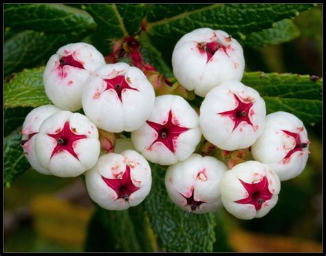 Australian Native Snowberries Grow In The Chilly Wet