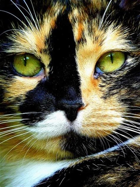 Calico Cat Eyes Green Kitten Image 288040 On
