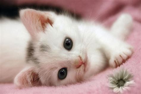 237 Wallpaper Kucing Gerak Lucu Images And Pictures Myweb