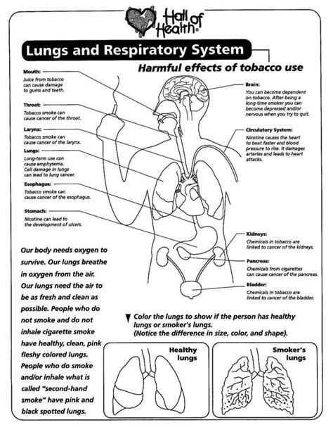 Respiratory System Worksheets Free Printable Learning How To Read