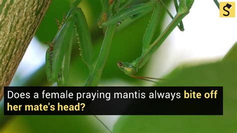 Fact Check Does A Female Praying Mantis Always Eat Her Mates Head