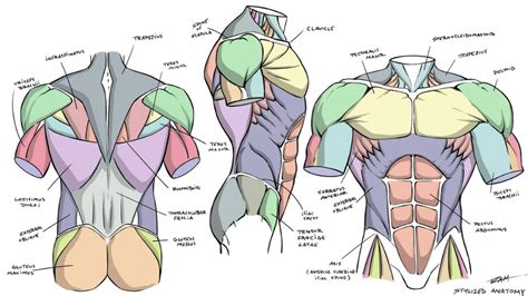 Male Stylized Anatomy Diagram By Robertmarzullo On Deviantart Human