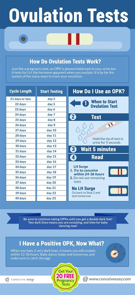 Positive Opk When To Have Sex Xxx Photo