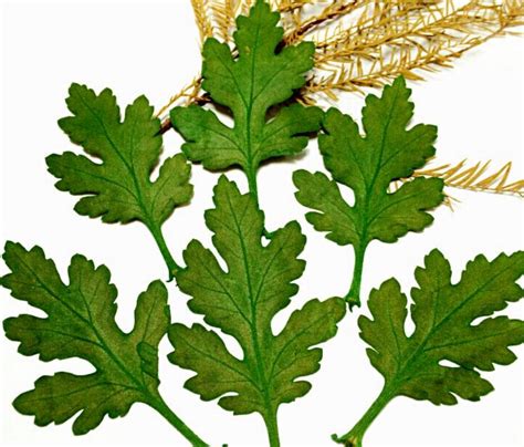 120pcs Dried Pressed Chrysanthemum Leaf Leaves For Wedding Party Home