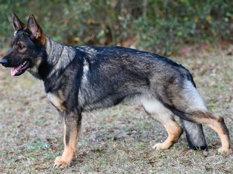 Sable German Shepherd Your Complete Breed Guide The Goody Pet