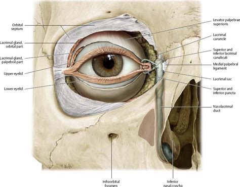 Eye Anatomy Lacrimal Bone