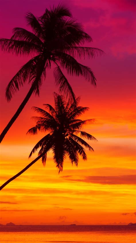 Amazing Pink And Orange Tropical Sunset Wallpaper For Iphone 6 Plus