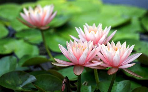 Discover this awesome collection of flower iphone 11 wallpapers. Lotus Flower Images Full HD Pictures And Wallpapers