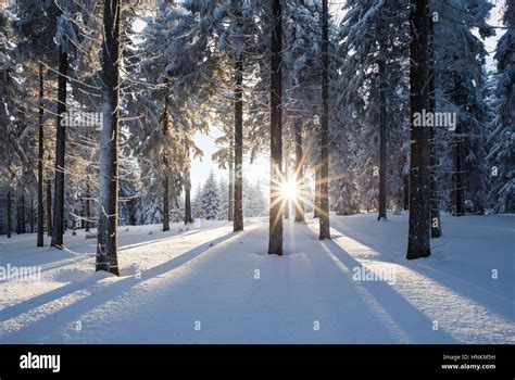 Snowy Norway Spruce Picea Abies Forest At Sunset Thuringian Forest