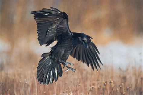 Raven In Flight By Sergey Ryzhkov On Deviantart