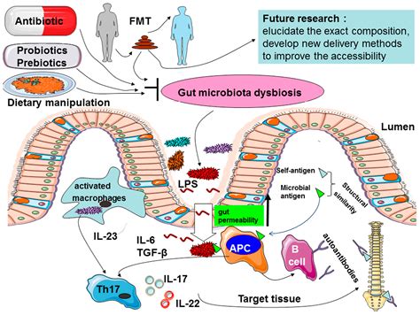 Ijms Free Full Text A Possible Role Of Intestinal Microbiota In The