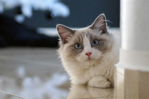 Ragdoll Cat Care Traits And Breed Guide