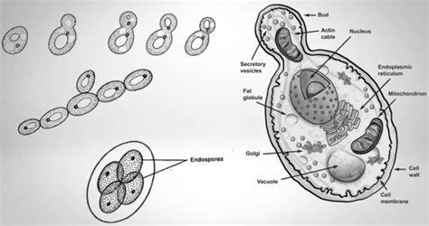 Saccharomyces Cerevisiae In Biological Research And Its Applications