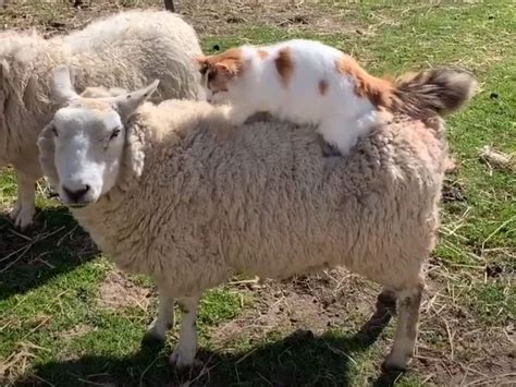 Cat Video Cat Gives Sheep A Back Massage Cute And Funny Cat Videos