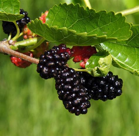Mulberry Fruit Trees For Sale Hopes Grove Nurseries