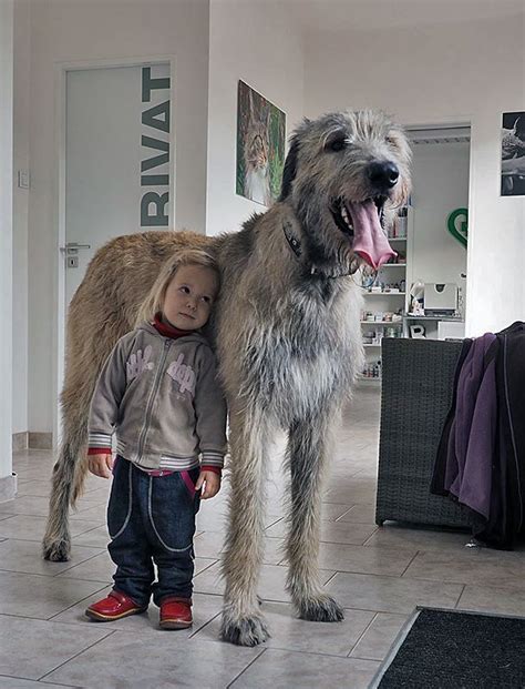 Irish Wolfhound Huge Dogs Giant Dogs Irish Wolfhound Dogs