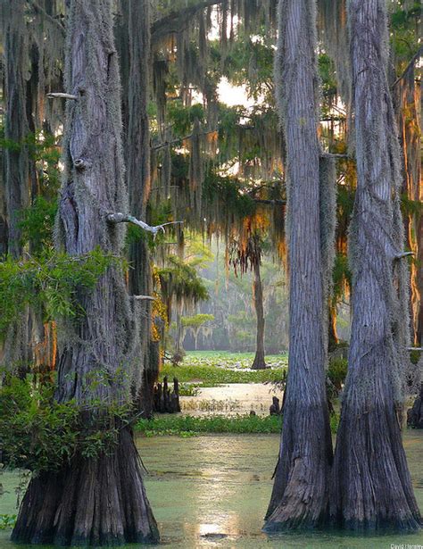 The Largest Cypress Forest In The World At Caddo Lake Texaslouisiana