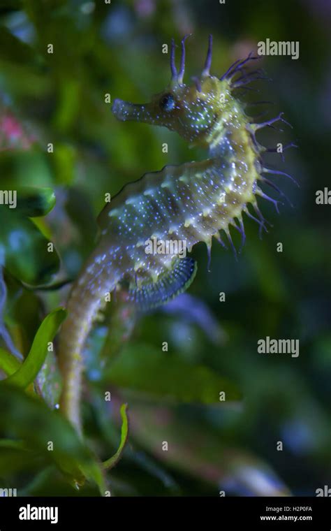 Long Snouted Seahorse Hi Res Stock Photography And Images Alamy