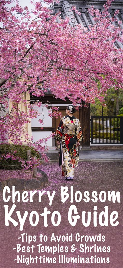 Kyoto Cherry Blossom Guide And Sakura Viewing Tips Travel Caffeine