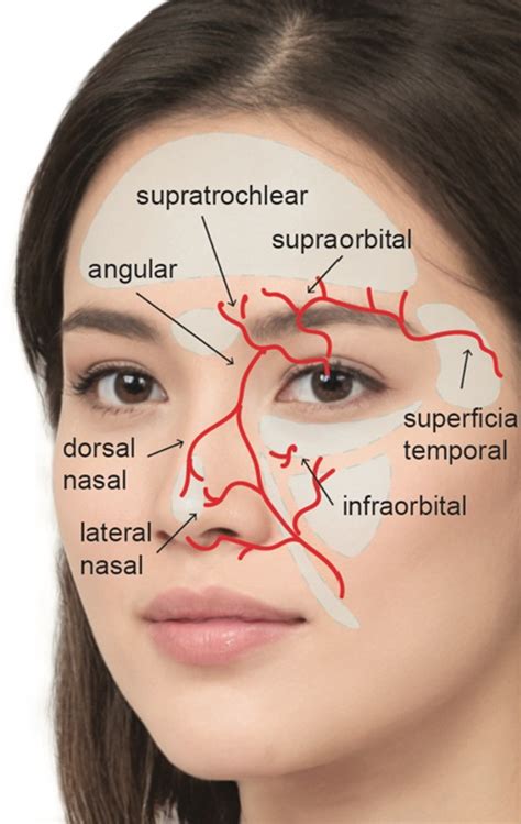 Facial Fillers Botox Fillers Facial Anatomy Human Anatomy Face Skin Hot Sex Picture