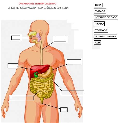 Aparato Digestivo Pdf Sistema Digestivo Humano Sangre Kulturaupice