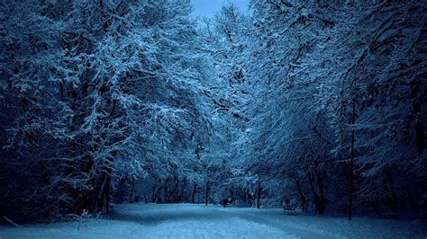 Winter Forest Night Image ~ Click Wallpapers Winter Forest Winter