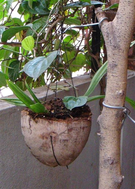 Coir (coconut husk) is an effective alternative to peat when starting plants. RainManSpeaks from Bangalore: You may like refreshing ...