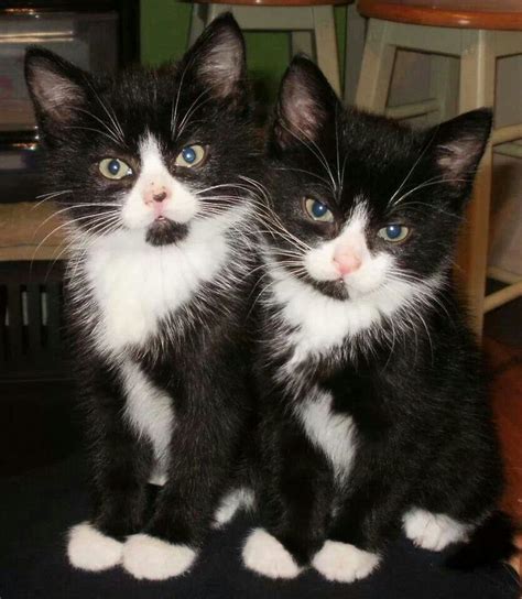 38 Best Images About Tuxedo Cats